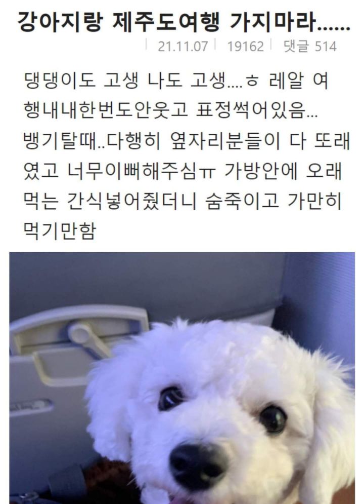 강아지랑 제주도여행 가지마라 | 인스티즈