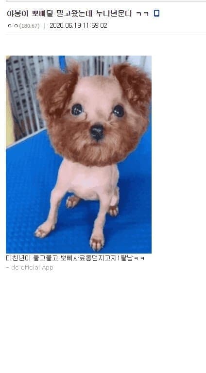 디씨 댕댕이 인증 레전드 모음 | 인스티즈