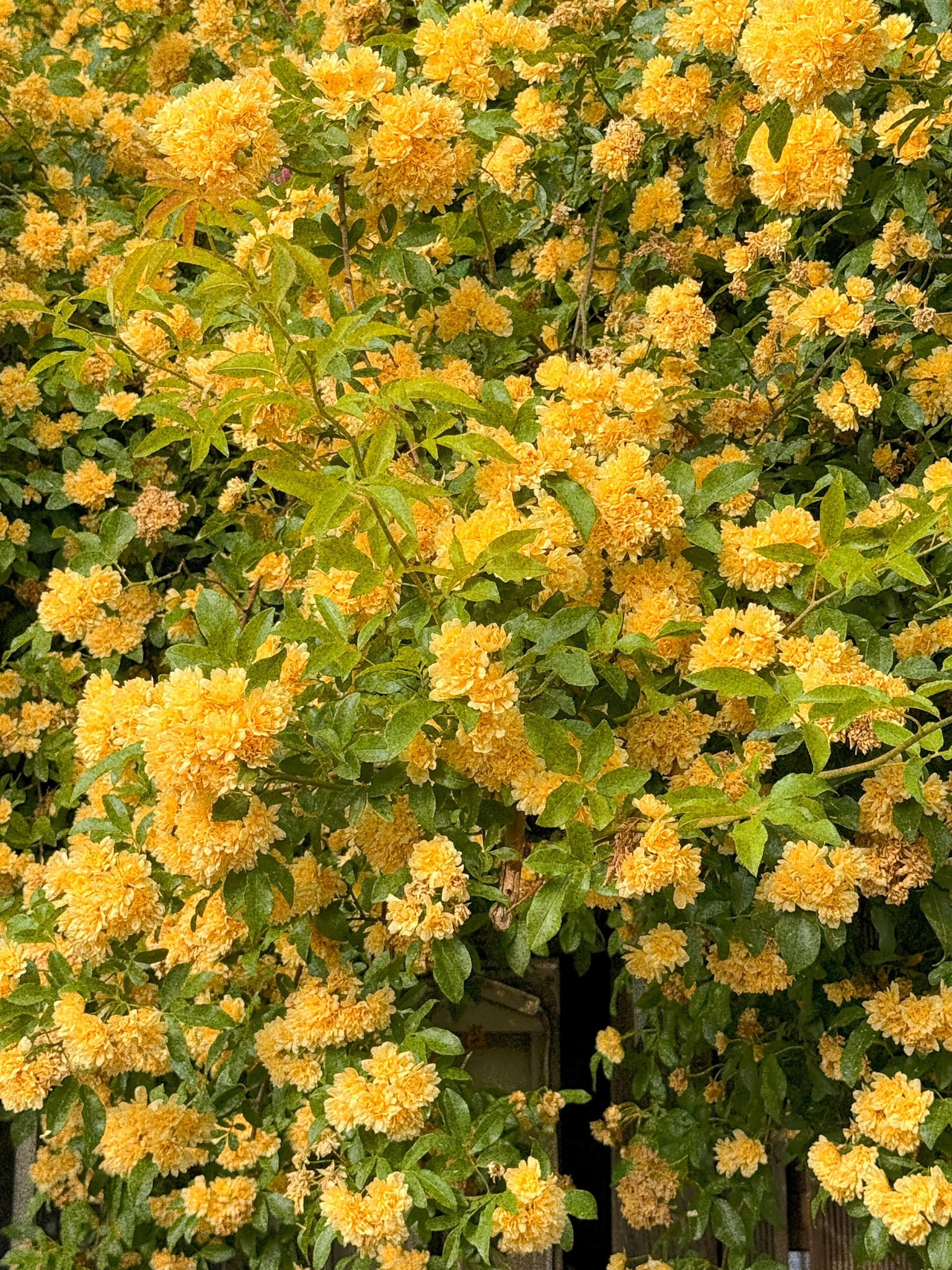 할머니집 근처에 목향장미 가득한 집이 있어 보고옴.twt | 인스티즈