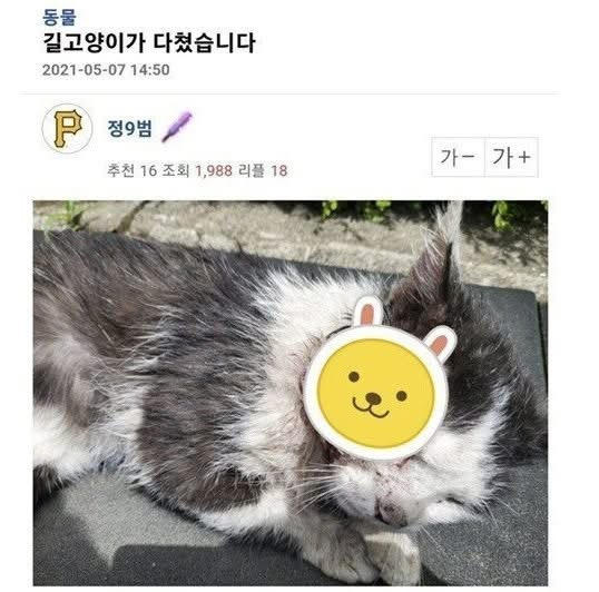 길고양이 주운 후기 | 인스티즈