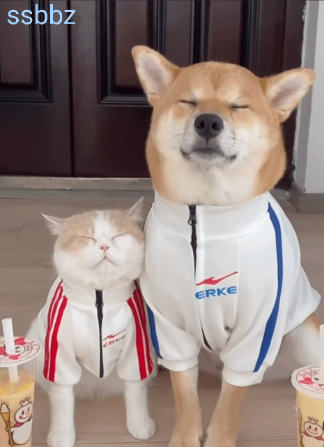 너무나 친한 냥이와댕댕이.gif | 인스티즈