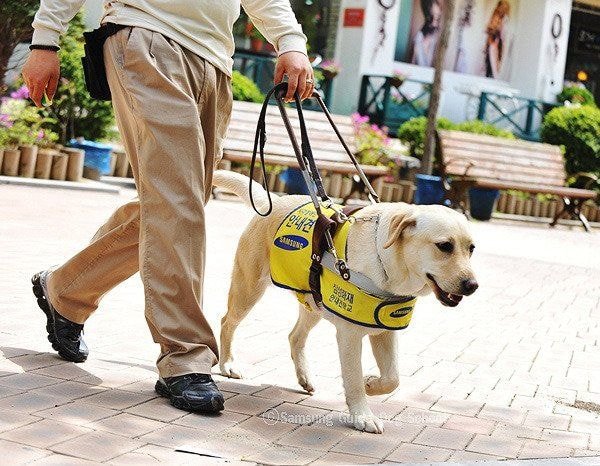 🐶 안내견 공부중입니다! | 인스티즈