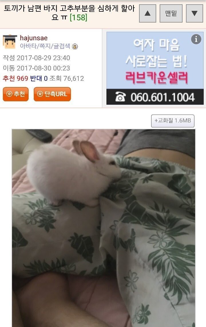 토끼가 남편 거시기를 심하게 햝아요 ㅠ | 인스티즈