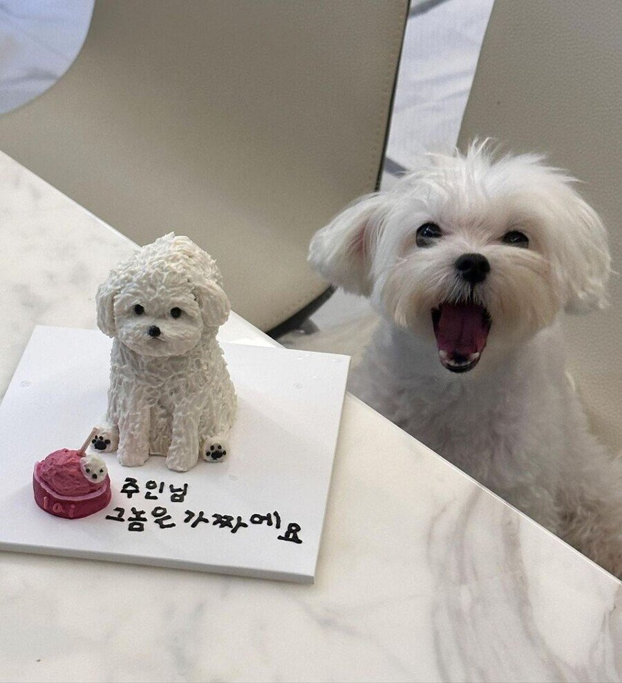 바람 맞는 강아지 케이크 | 인스티즈