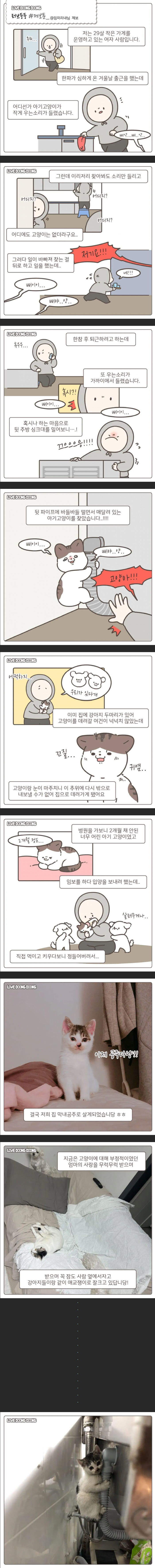 가게 주방에서 구조된 고양이.jpg | 인스티즈