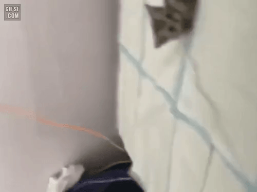 집사를 유혹하는 아기냥이 .gif | 인스티즈