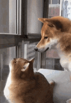 주인님, 얘 이상해요.gif | 인스티즈