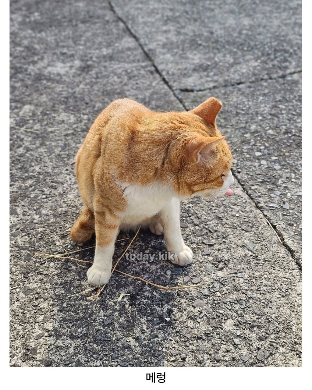 학교 고양이에게 밥주려고 닭 안심 삶아옴 | 인스티즈