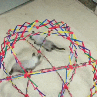 고양이 덪 | 인스티즈