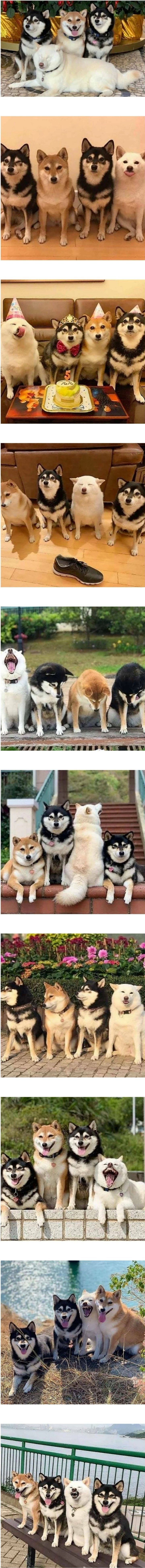 평범한 사진은 용납못하는 흰둥이.jpg | 인스티즈