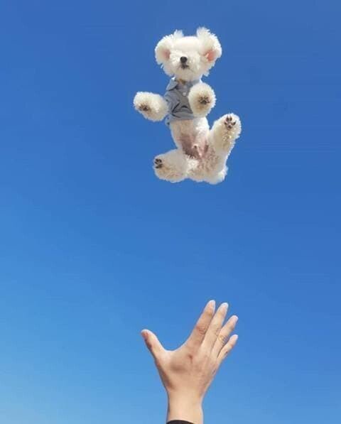 갈때까지 가버린 애견 인스타 유행.jpg | 인스티즈