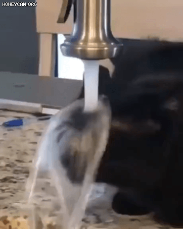 물 마시는 고양이 .gif | 인스티즈
