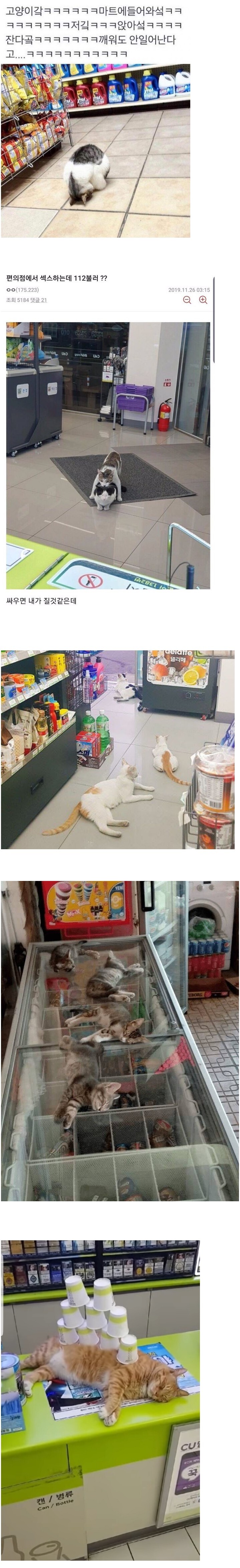 편의점 진상 고양이들 | 인스티즈