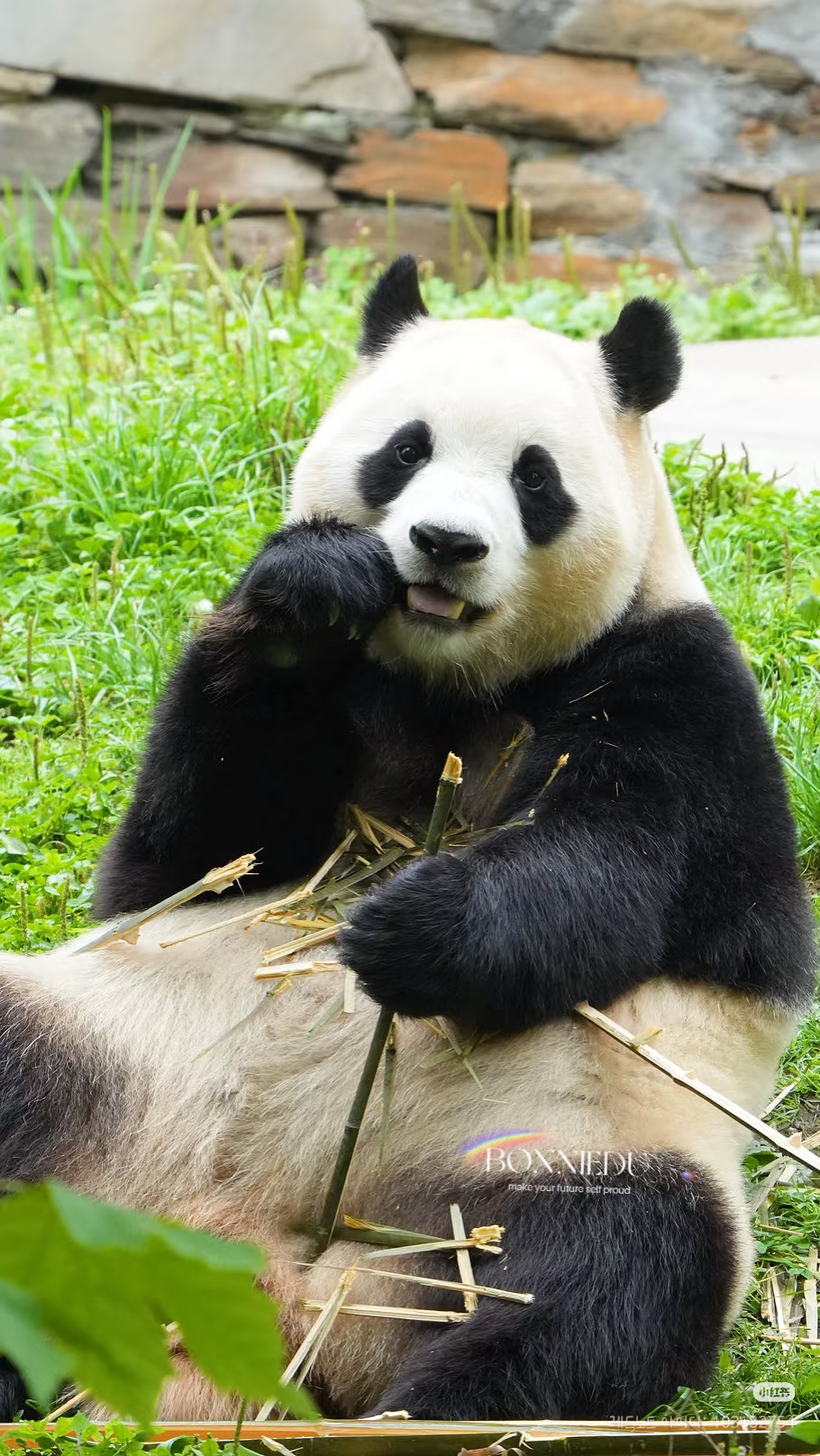 벌크업한 푸바오 근황 | 인스티즈