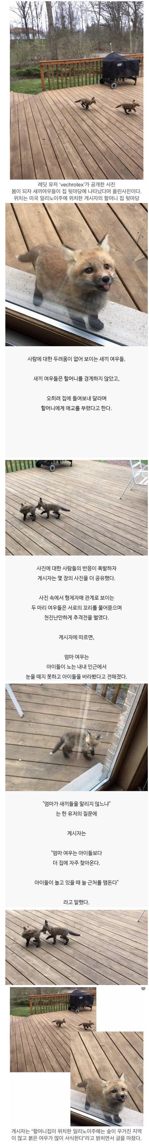 레딧 유저가 올린 새끼 여우 사진 | 인스티즈