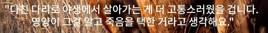 인간외에 자살을 선택하는 동물이 있을까? | 인스티즈
