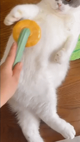 고양이 털 .gif | 인스티즈