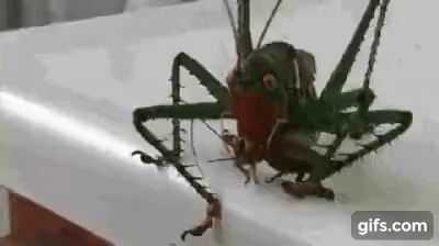 (혐혐주의) 맨손으로 잡고 1분 버티면 돈 줌. 내가 번 금액은?? | 인스티즈