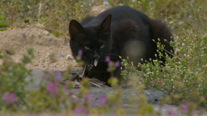[사진100장스압] 고양이가 자연생태계에 끼치는 심각한 영향 | 인스티즈