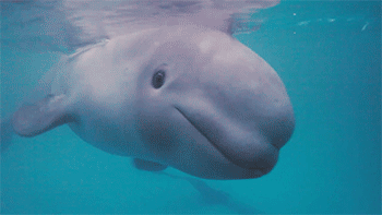 아기 고래 | 인스티즈