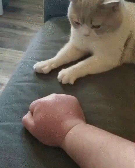 흰 양말 신은거 같은 고양이의 발.jpgif | 인스티즈