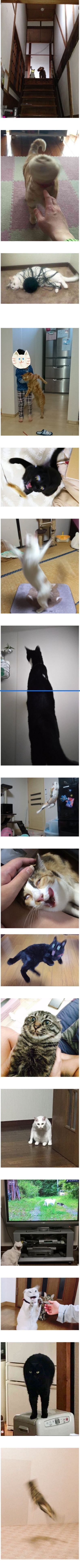 고양이를 키운다는것.jpg | 인스티즈