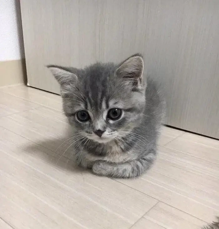 새끼 때 입양한 우리 고양이 1년 후 이렇게 되었습니다 | 인스티즈