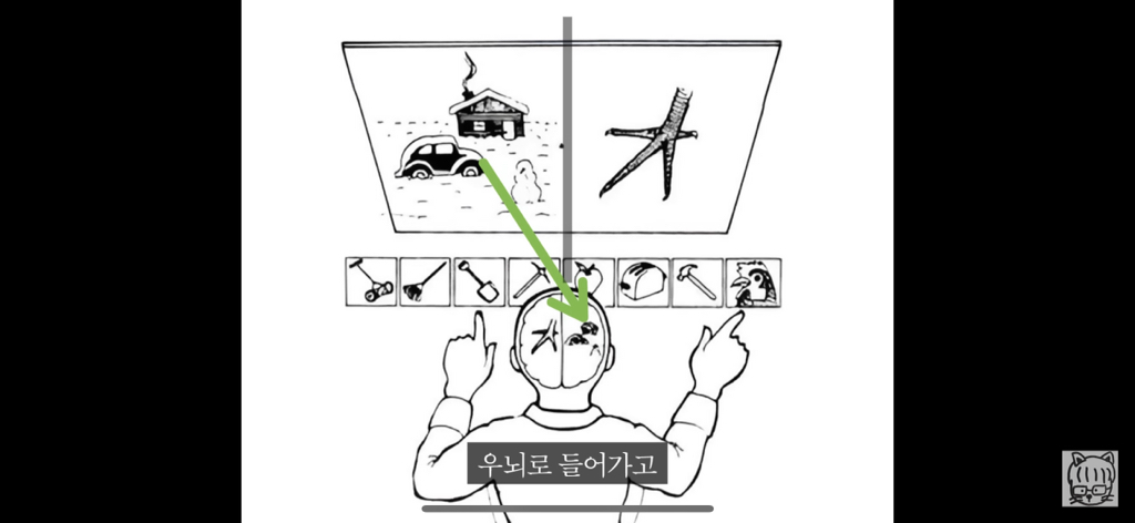 (스압)분리 뇌 실험 | 인스티즈