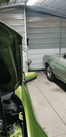 옆집 골댕이가 갑자기 찾아온 이유.gif | 인스티즈