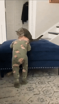 아기 집사 머리 그루밍 해주는 고양이.gif | 인스티즈