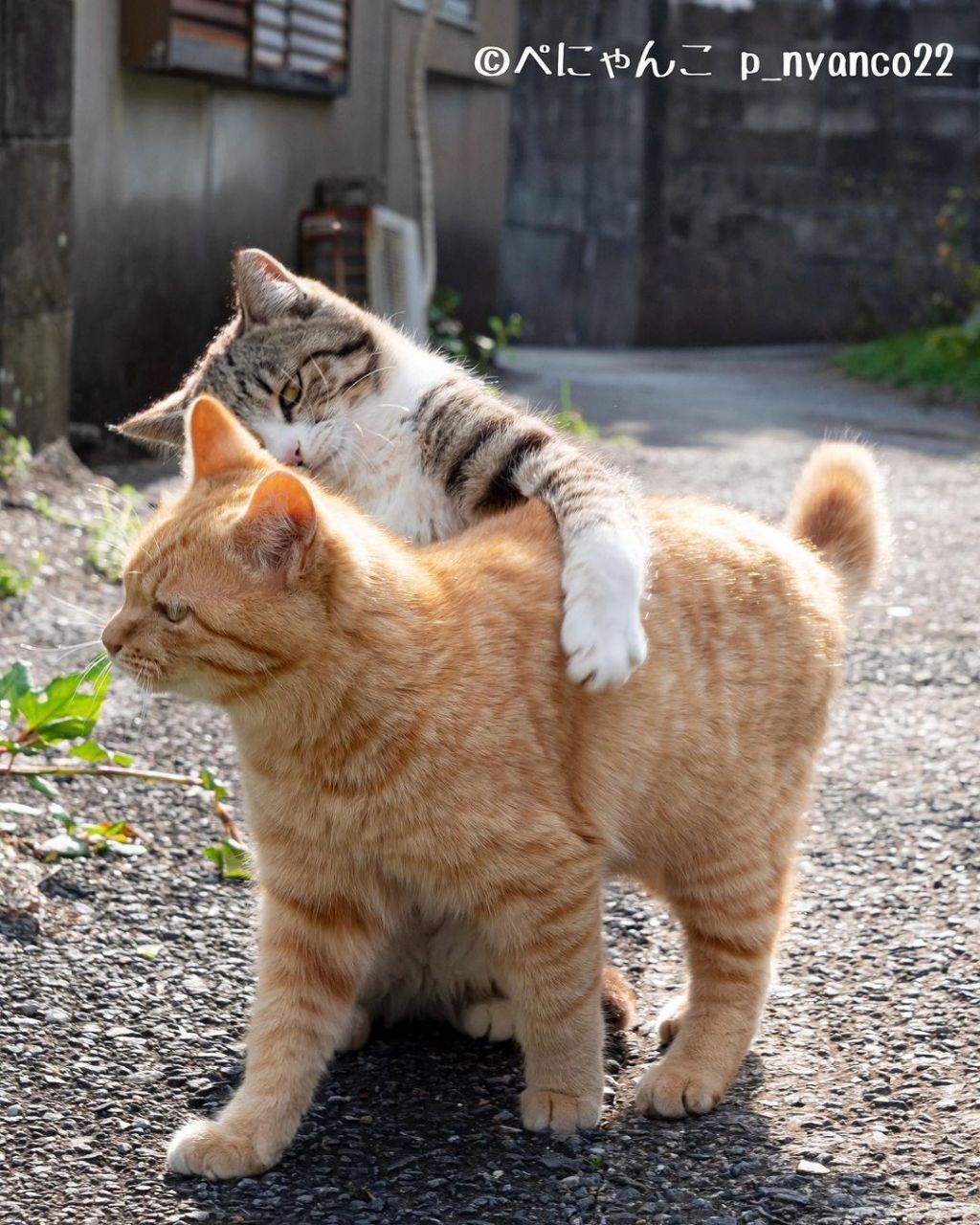 짝지어다니는 섬고양이들 | 인스티즈