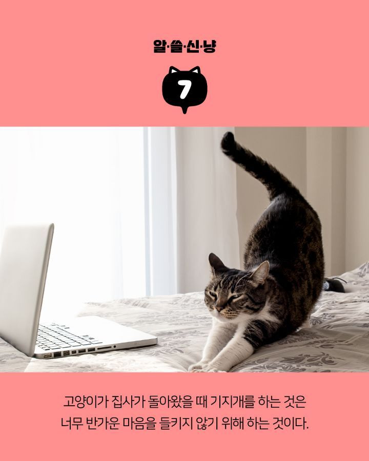 고양이들에 대한 tmi | 인스티즈