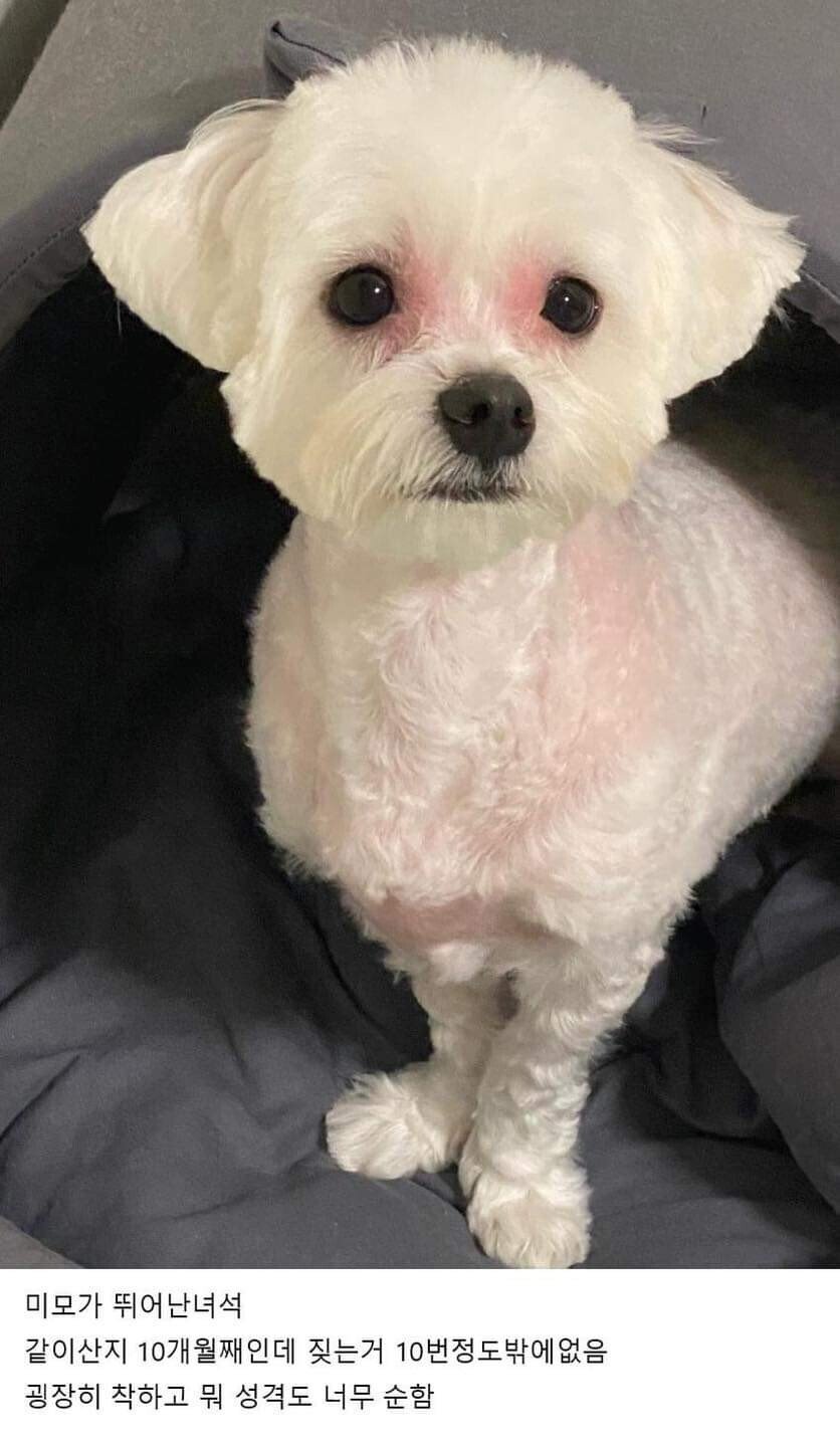 이사왔는데 전 주인이 강아지 버리고 감;;; | 인스티즈