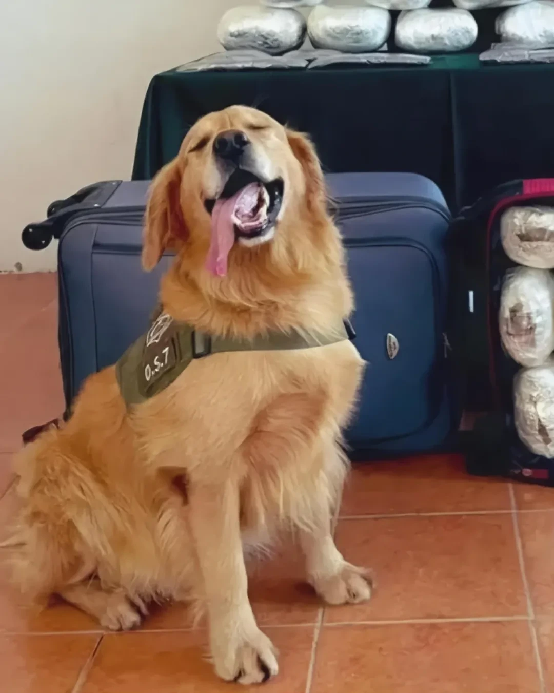 실적 대박나서 기분 좋은 댕댕이 | 인스티즈