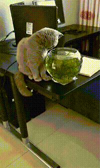 상쾌한 아침을 여는 고양이짤.gif | 인스티즈