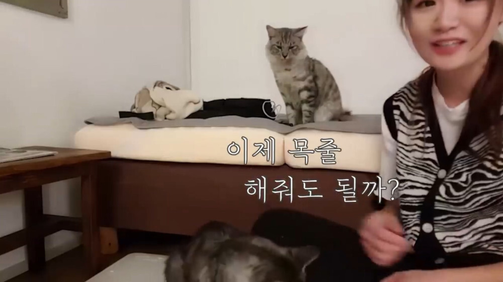 [스압주의] 일본인 캣맘 유튜버 2편 - 3천만원짜리 고양이 집 지음 | 인스티즈