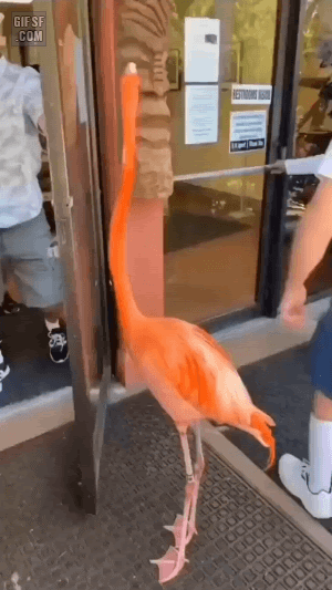 상점 들어가는 홍학 | 인스티즈