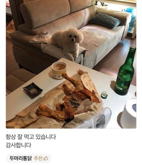 배달의 민족 리뷰에 강아지가 안보여 아쉬운 사장님.jpg | 인스티즈