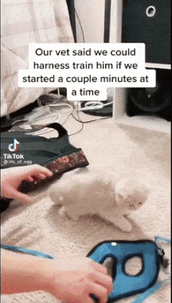 하네스 첫 착용한 고양이.gif | 인스티즈