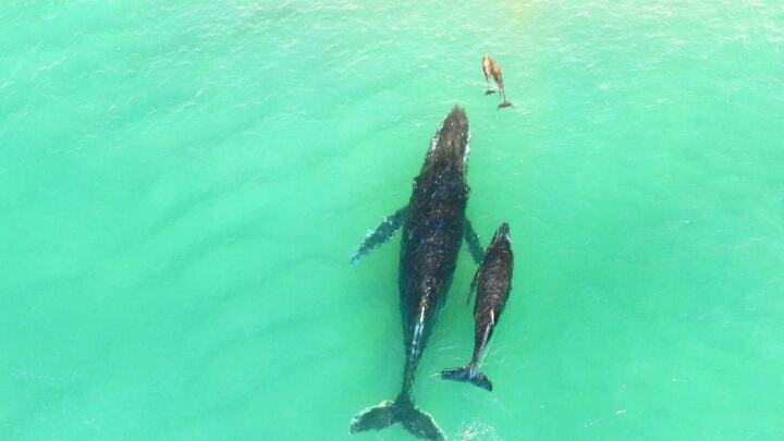 아기 고래 | 인스티즈