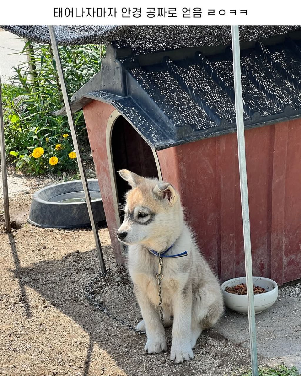 신기한 털무늬가 있는 댕댕이 | 인스티즈