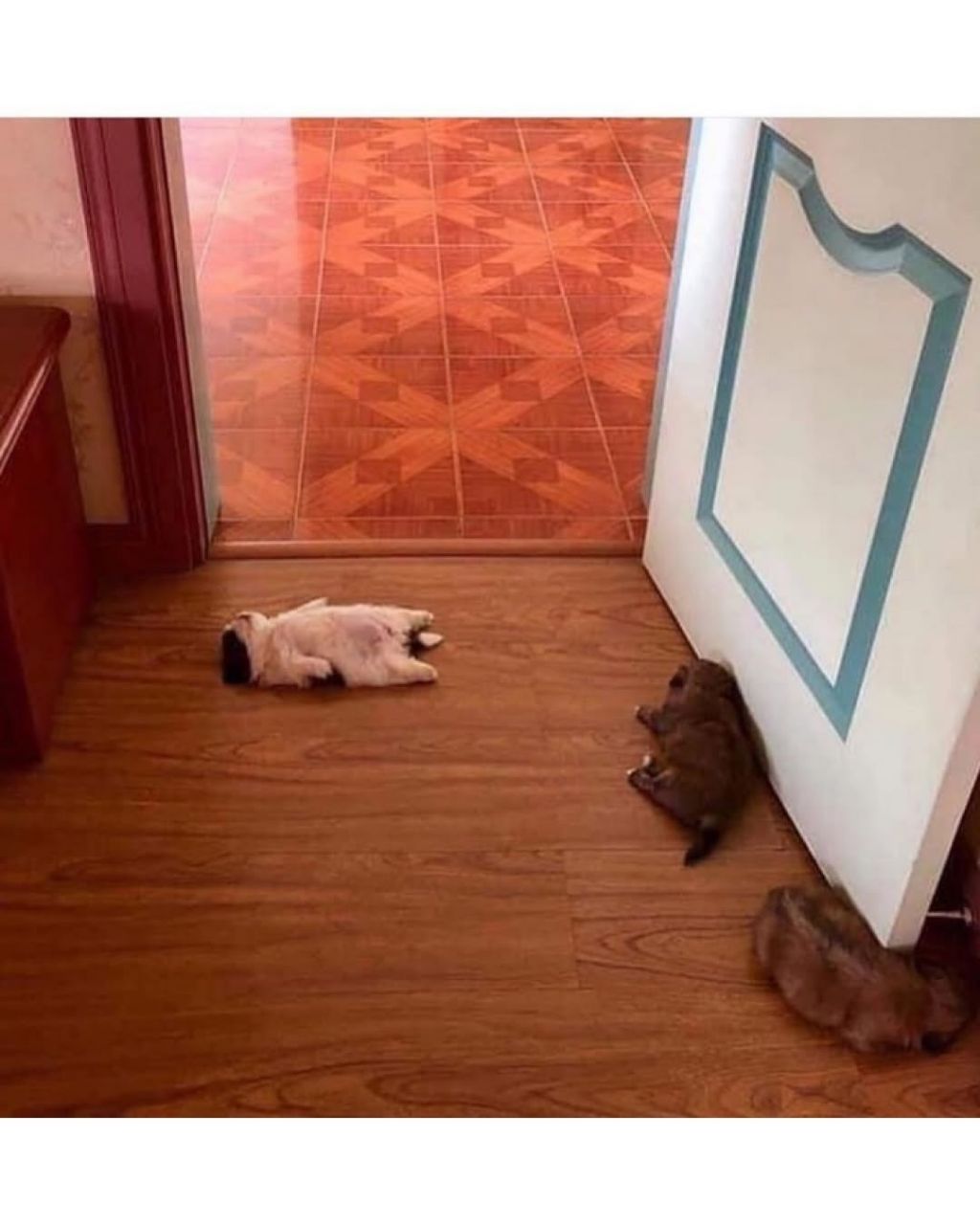 새끼 강아지때만 할수있다는자세 | 인스티즈