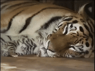 자다가 뒤척이는 아기 호랑이.gif | 인스티즈