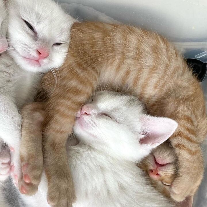 새끼 고양이 .jpg | 인스티즈