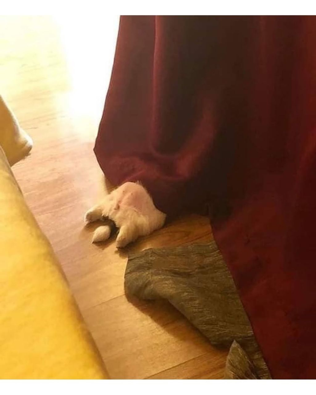 새끼 강아지때만 할수있다는자세 | 인스티즈