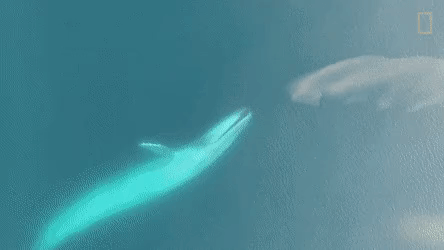 100년동안 시드니에서 3번 발견된 생명체 | 인스티즈