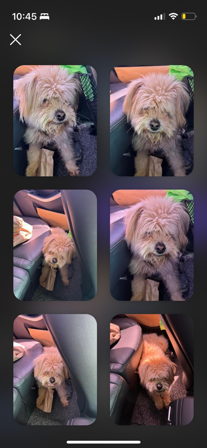 길냥이 길댕이 맘에들면 주워가라길래 주워옴 | 인스티즈