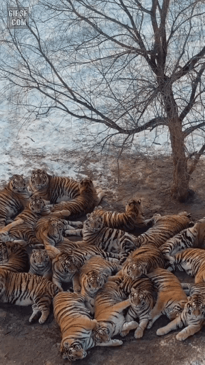 한곳에 모여있는 호랑이 | 인스티즈