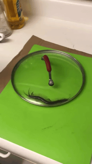 (혐혐주의) 맨손으로 잡고 1분 버티면 돈 줌. 내가 번 금액은?? | 인스티즈