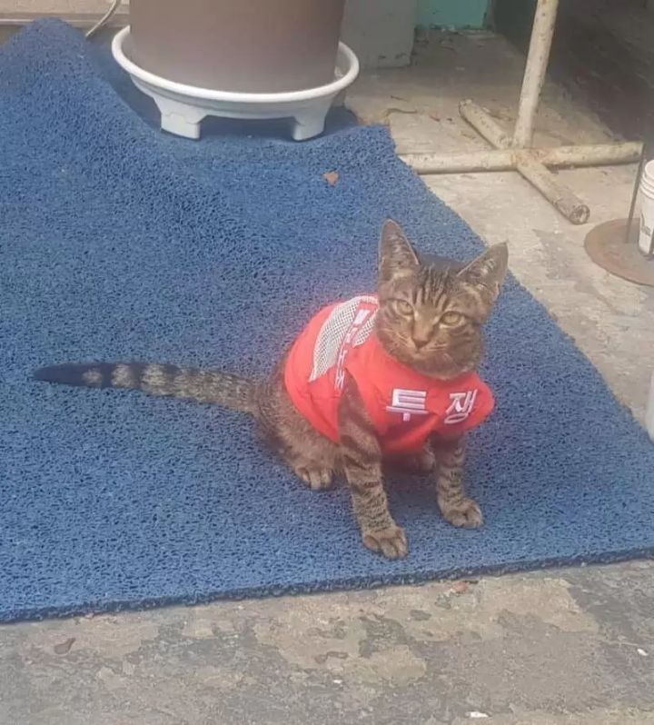 냥이들의 신분차이 | 인스티즈